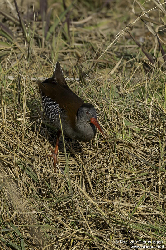 African Railadult