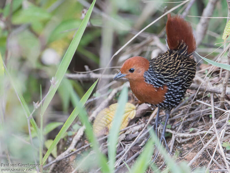 Madagascar Flufftailadult, Behaviour