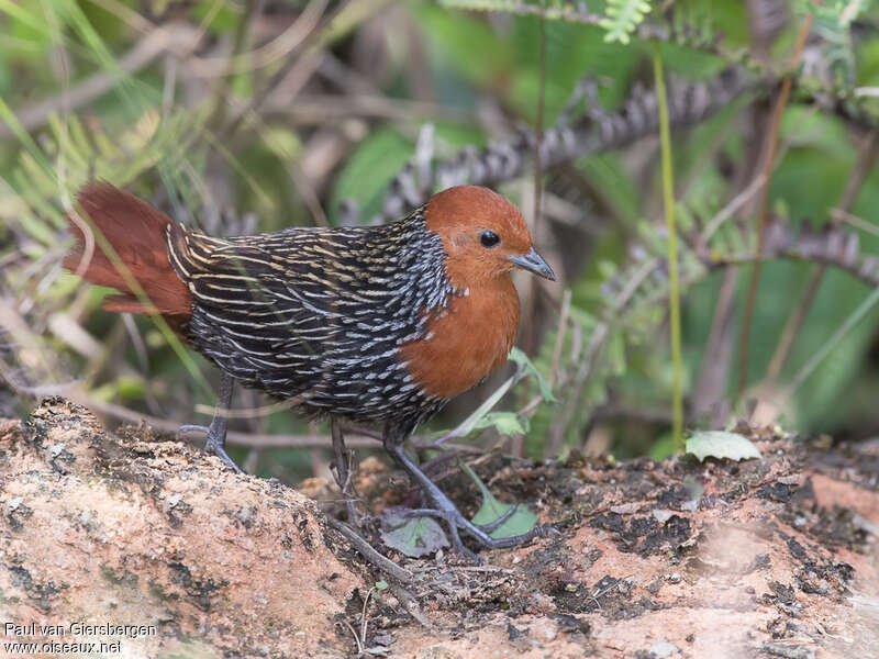 Madagascar Flufftailadult, identification