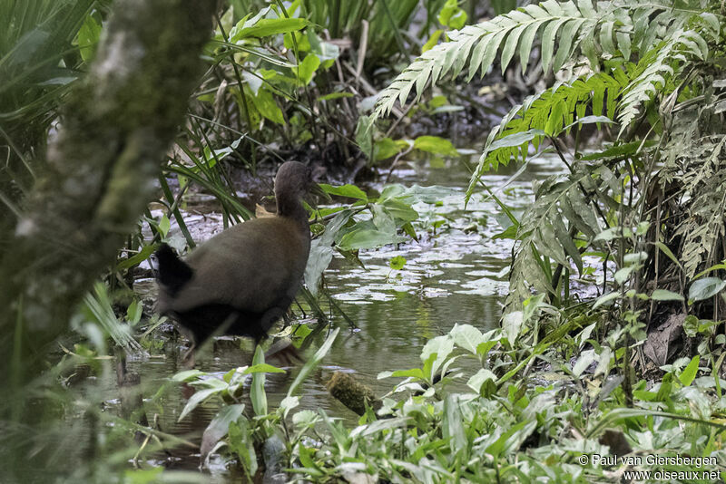 Slaty-breasted Wood Railadult