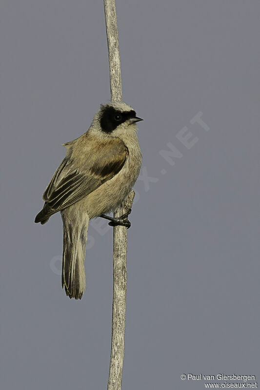 White-crowned Penduline Titadult