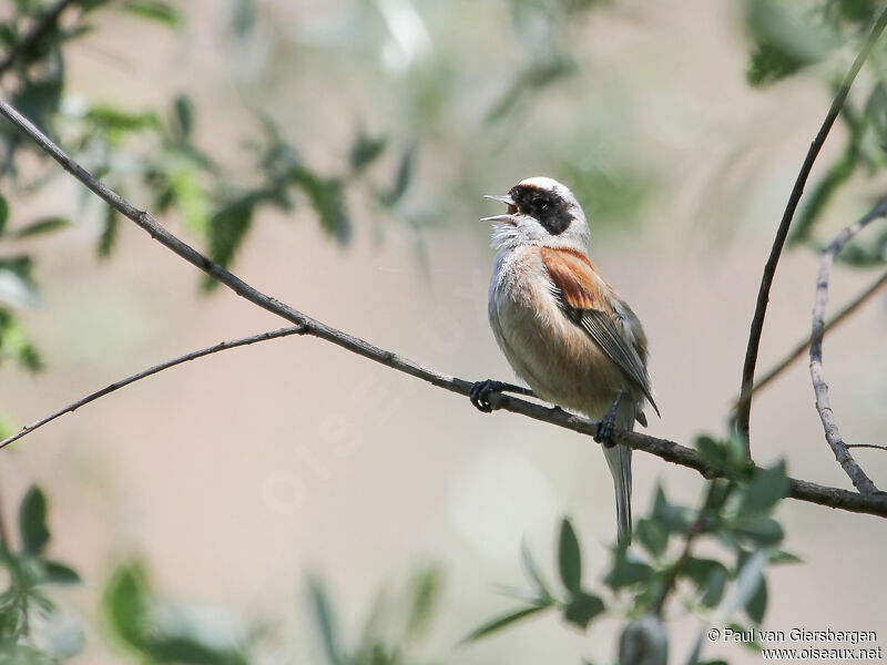 Rémiz penduline