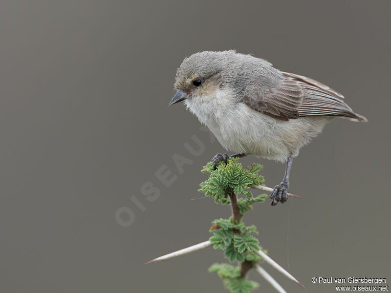 Mouse-colored Penduline Titadult