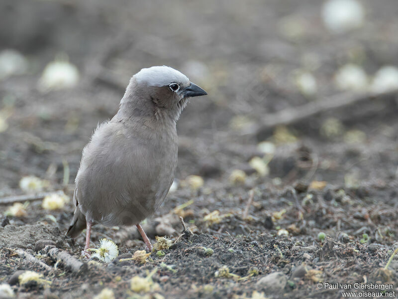 Grey-capped Social Weaveradult