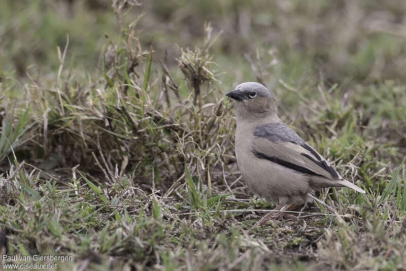 Républicain d'Arnaudadulte, identification