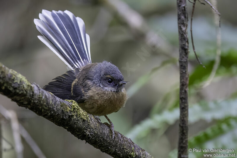 New Zealand Fantailadult