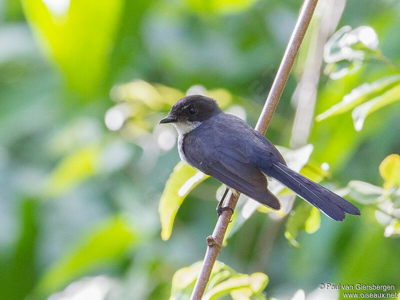 Northern Fantail