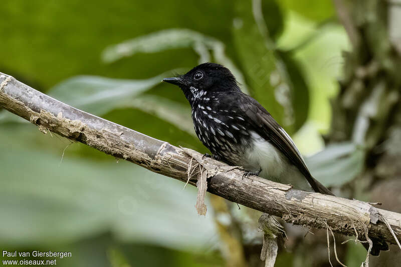 White-winged Fantailadult