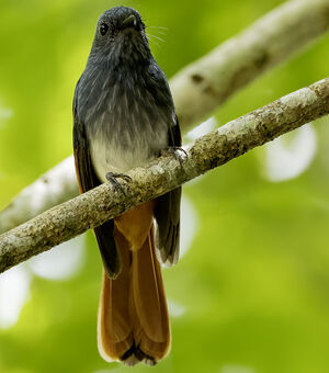 Rhipidure de Negros-Panay