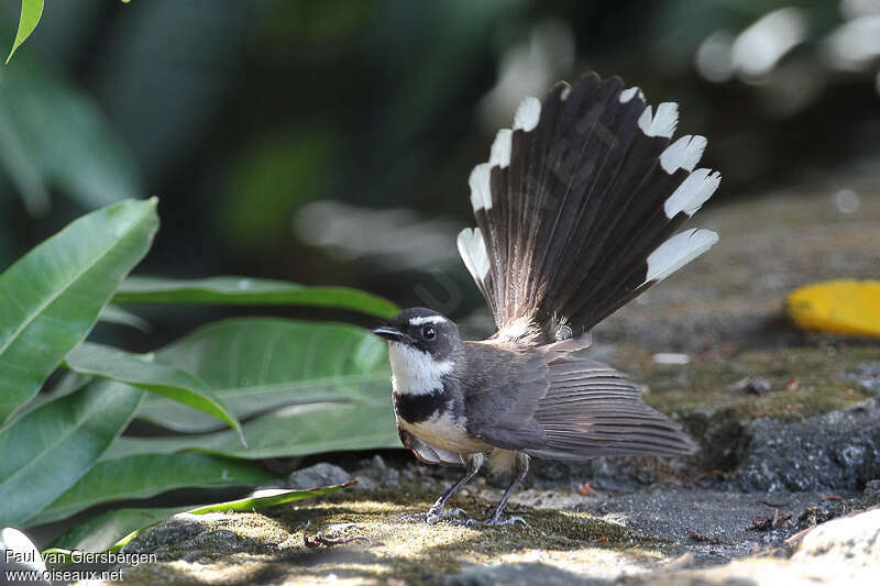 Rhipidure des Philippinesadulte, identification