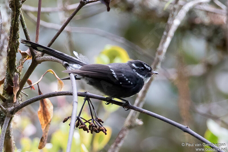 Friendly Fantail