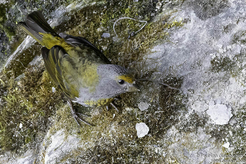 Crimson-breasted Finch