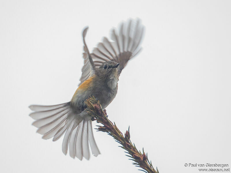 Red-flanked Bluetail male immature