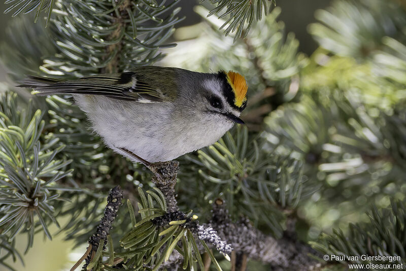 Golden-crowned Kingletadult