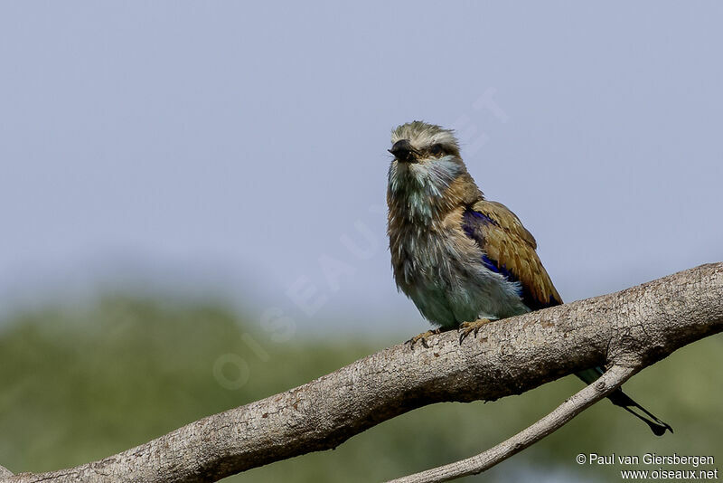 Racket-tailed Rolleradult