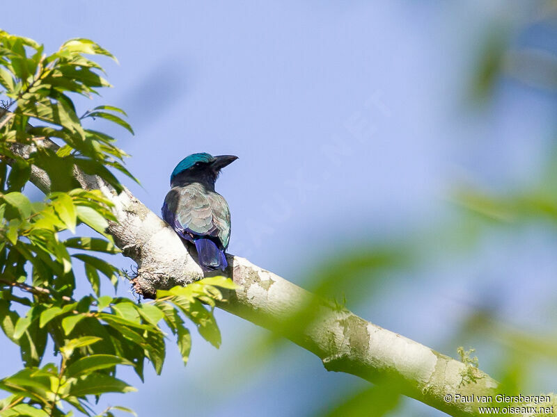 Purple-winged Roller