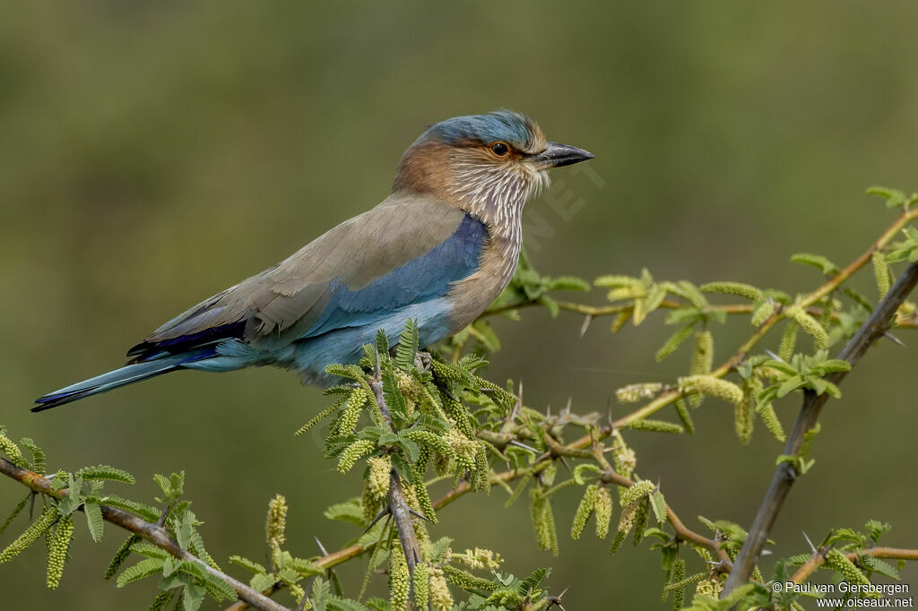 Rollier indienadulte