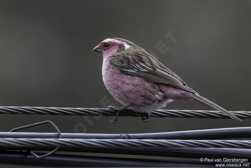 Chinese White-browed Rosefinch male adult