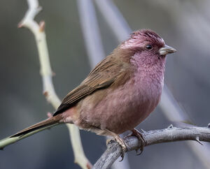 Roselin à sourcils roses