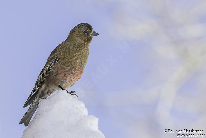 Brown-capped Rosy Finchadult