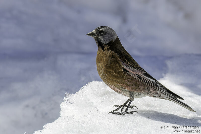 Grey-crowned Rosy Finchadult