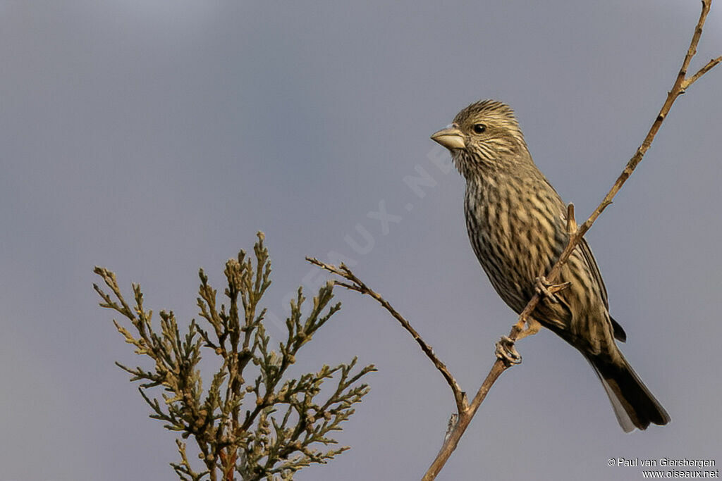 Roselin de Blyth femelle adulte
