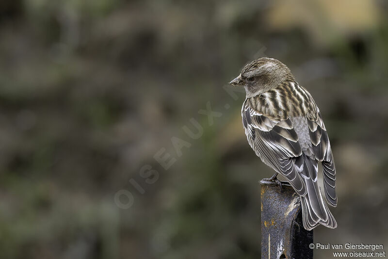 Plain Mountain Finchadult