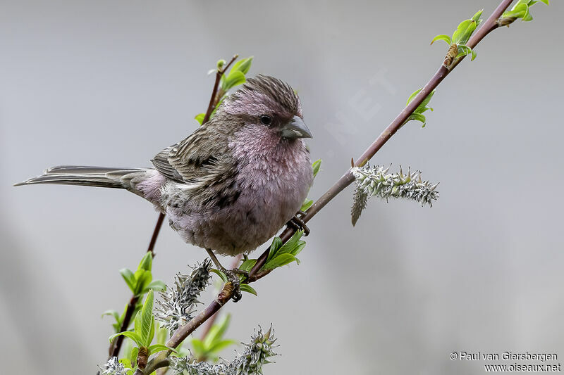 Pink-rumped Rosefinch male adult