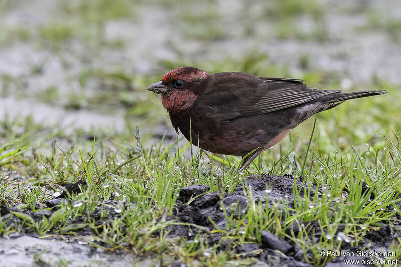 Dark-breasted Rosefinch male adult