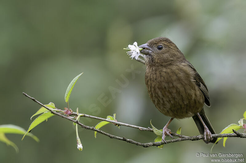 Vinaceous Rosefinch female adult