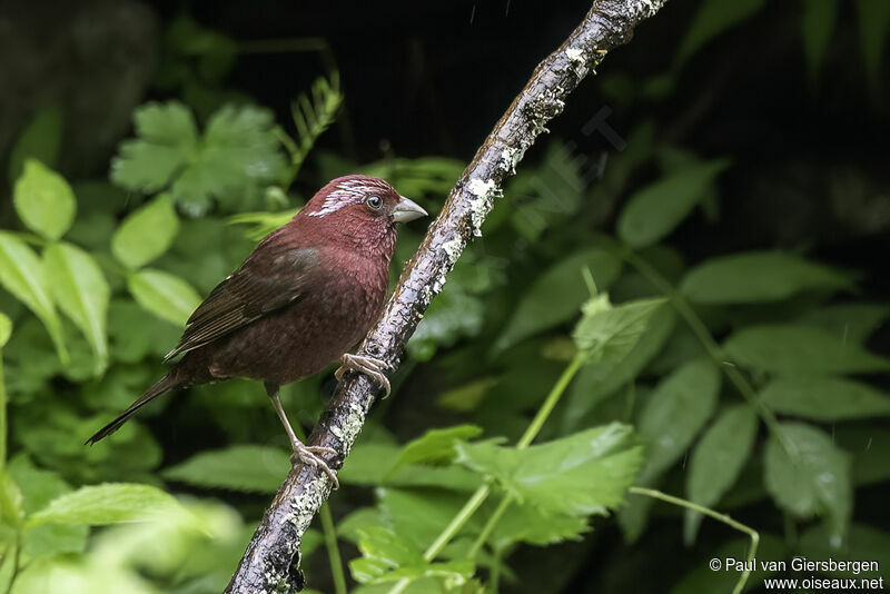 Vinaceous Rosefinch male adult