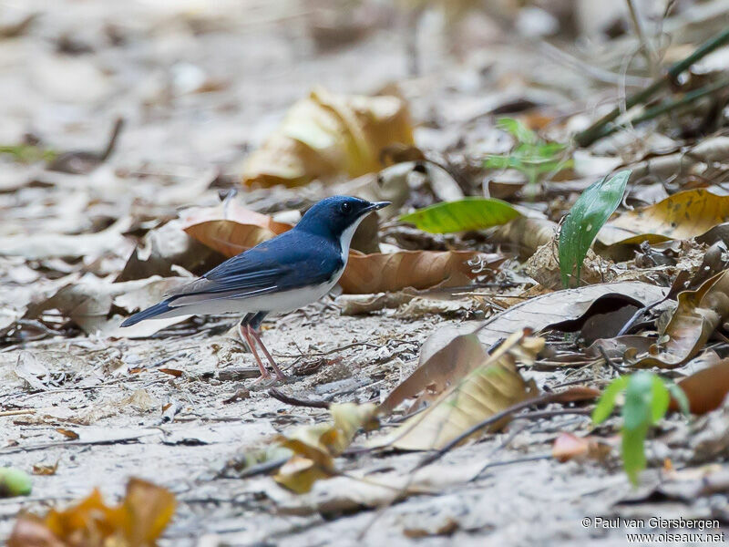 Siberian Blue Robin