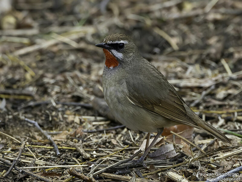 Rossignol calliopeadulte