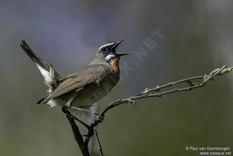 Siberian Rubythroat male adult