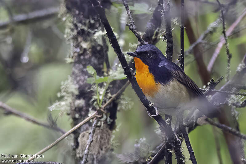 Firethroat male adult