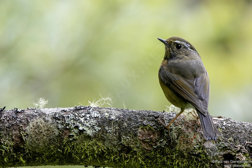 Collared Bush Robin female adult