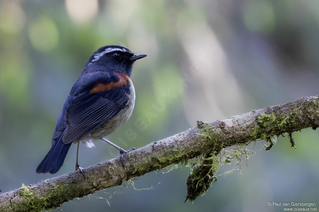 Collared Bush Robin male adult