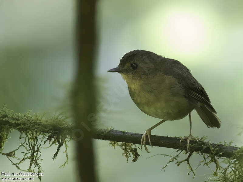 Iringa Akalatadult, identification