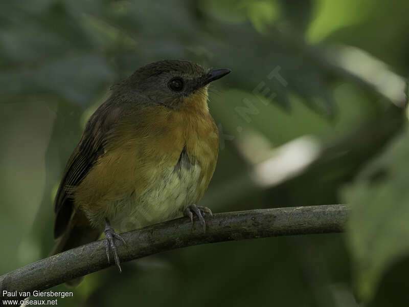 Equatorial Akalatadult, close-up portrait