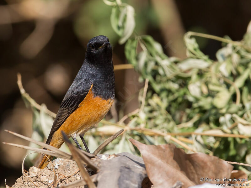 Black Redstart