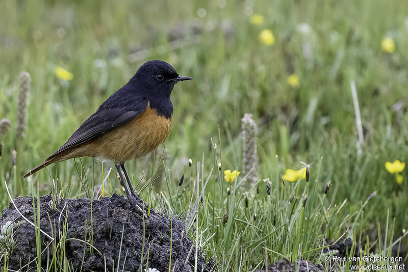 Black Redstart male adult