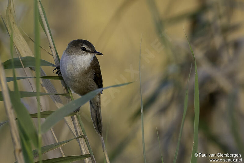 Lesser Swamp Warbleradult