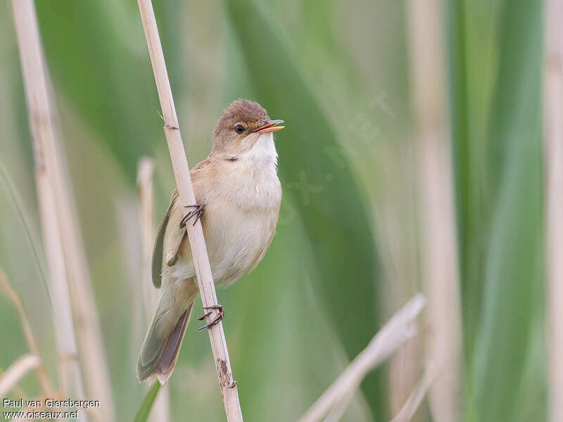 Common Reed Warbler (baeticatus), close-up portrait