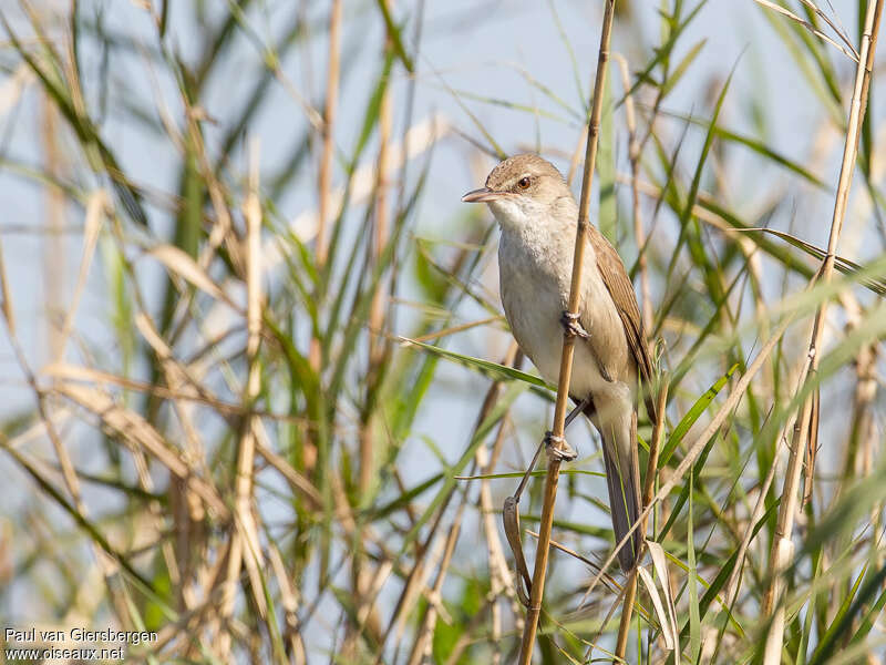 Clamorous Reed Warbleradult, habitat