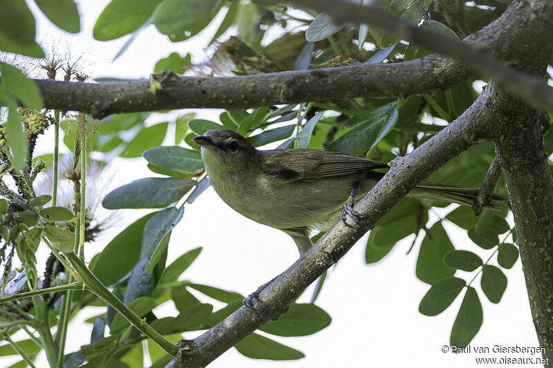 Clamorous Reed Warbleradult