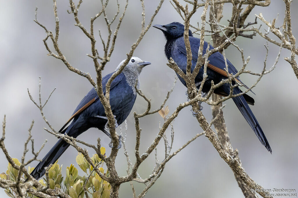 Somali Starling