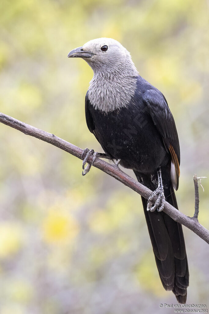 Somali Starling