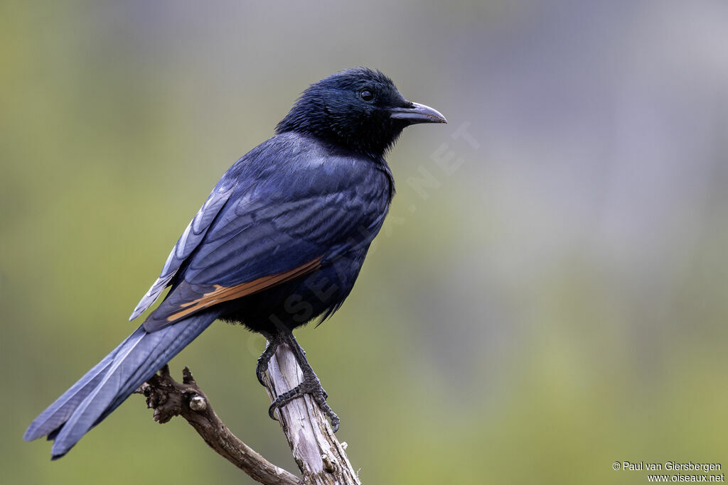 Somali Starling