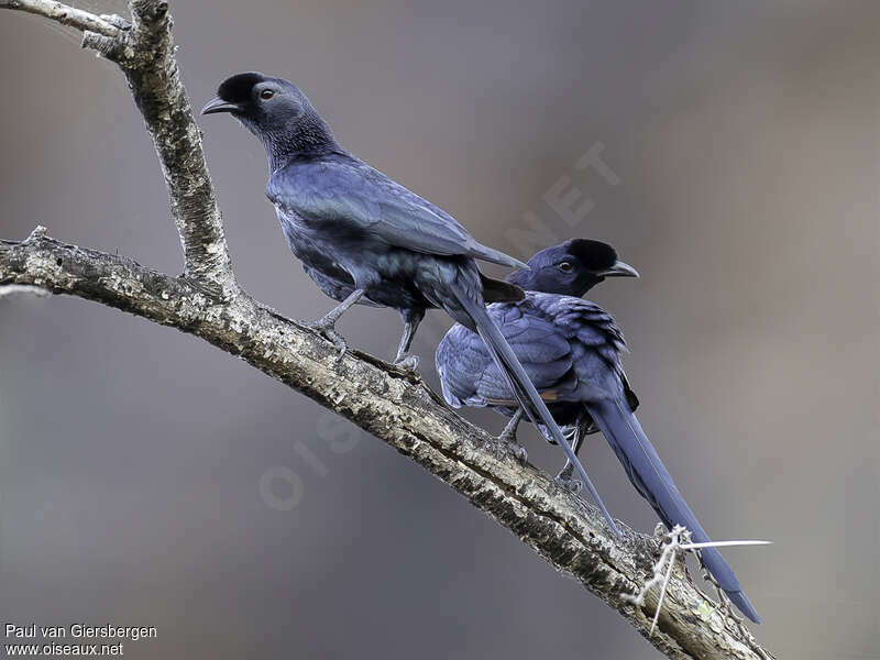 Bristle-crowned Starlingadult, identification