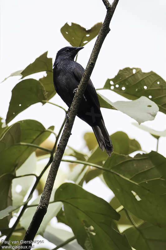 Stuhlmann's Starling female adult, habitat, pigmentation